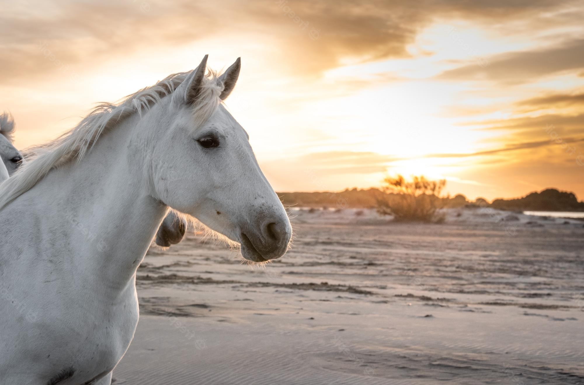 Caballo Blanco Significado Espiritual Sue os Y En La Biblia Que Significa