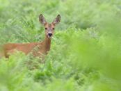 venado significado espiritual