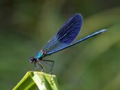 libélula azul significado espiritual