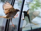 pájaro choca contra ventana significado espiritual 