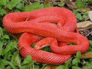 serpiente roja significado espiritual