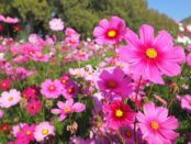 flor cosmos significado espiritual